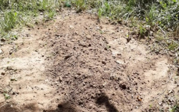 Vítima de covid, idoso é enterrado em cova rasa no quintal de casa no Piauí